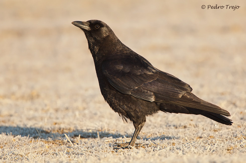 Corneja negra (Corvus corone corone)